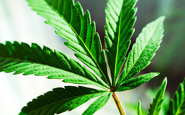 Типичные листья конопли