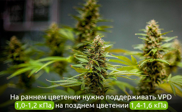 Управление VPD для здорового цветения