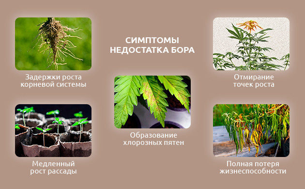 Как определить дефицит бора у конопли