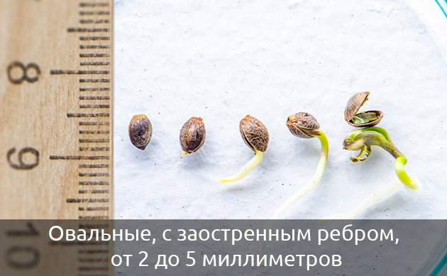 Овальные семена с заостренным ребром от 2 до 5 мм