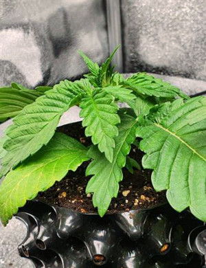 Здоровый зеленый куст