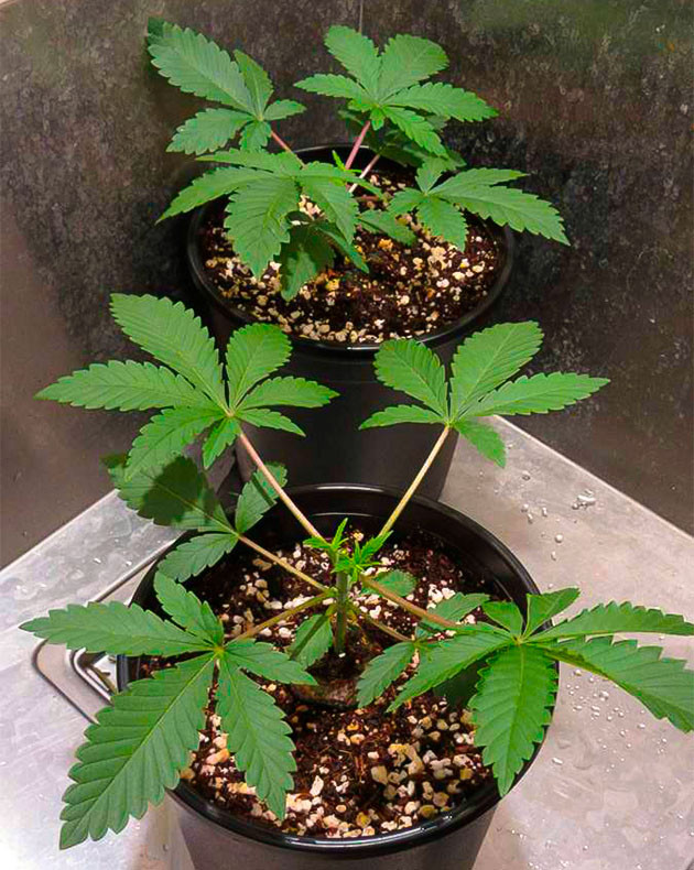 Кусты с обрезанными верхушками