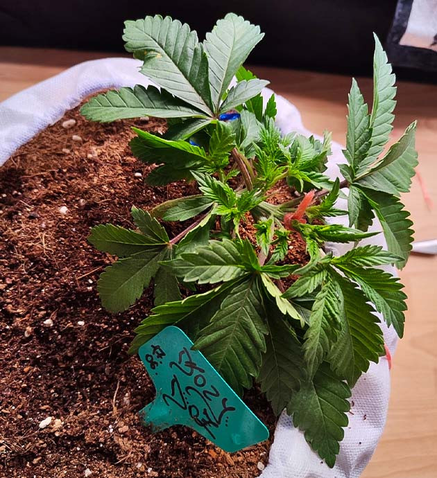 Подготовка куста Dozy Doz к цветению