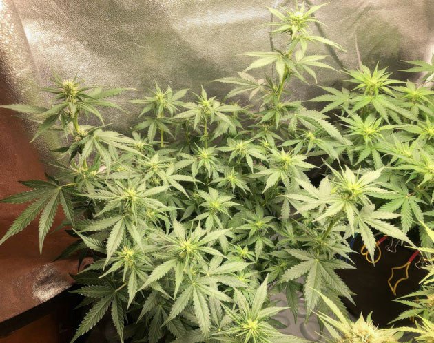 Треугольная форма куста Pink Rozay Auto