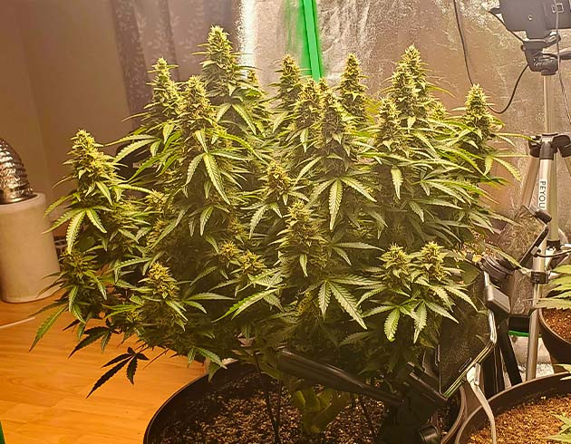 Набор массы шишек