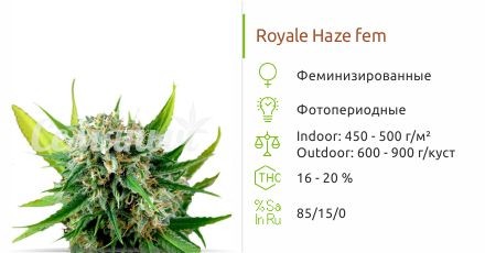 Royale Haze fem (Dinafem Seeds)