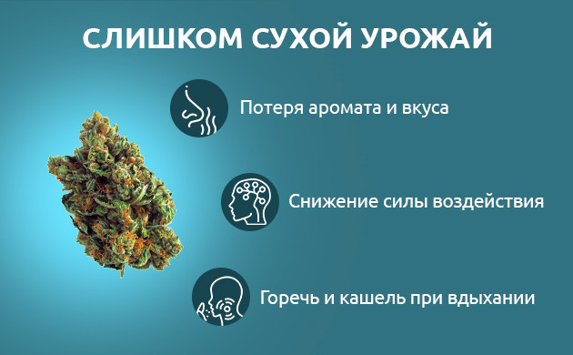 Сухое соцветие