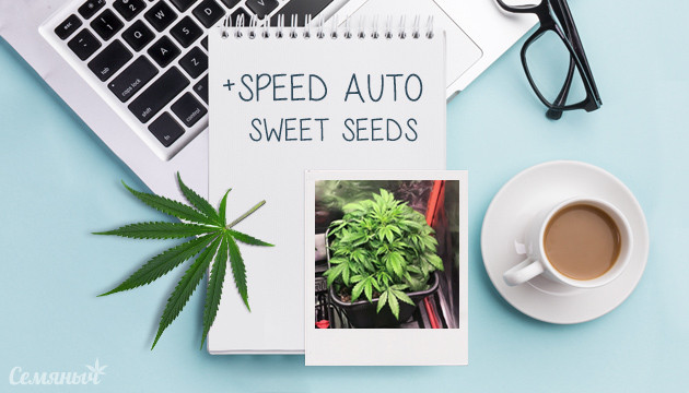 Гроурепорт сорта конопли + Speed Auto