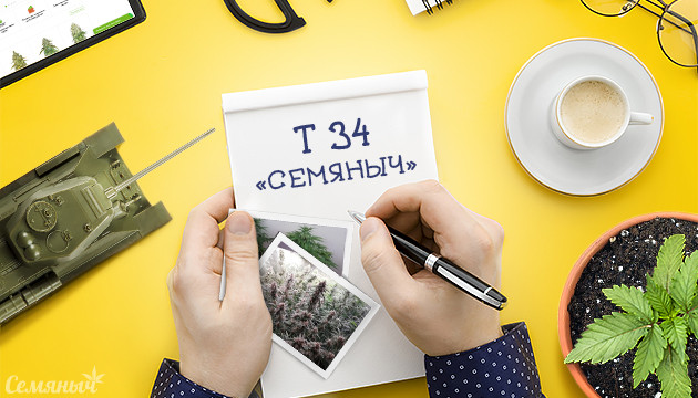 Выращивание сорта конопли Т-34