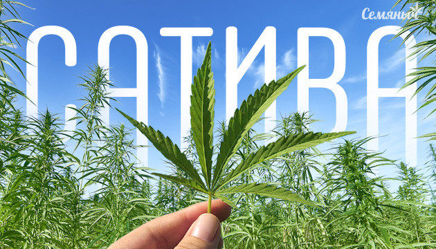 Куст Сативы