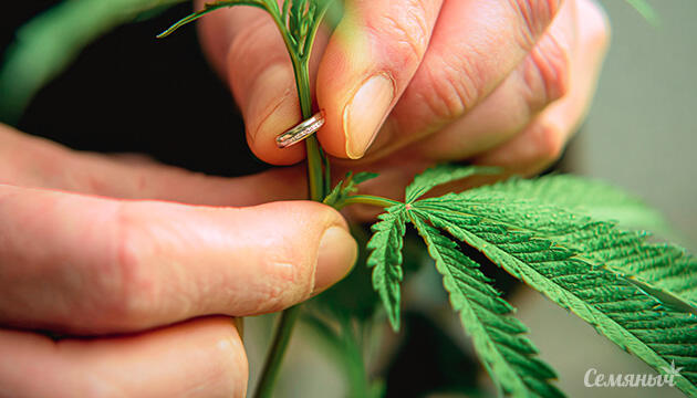 Кольцевание марихуаны