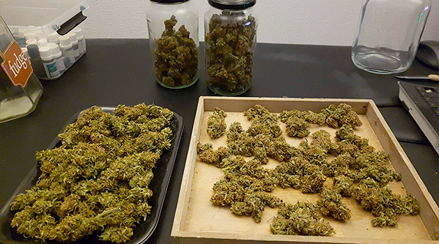 Сухие шишки каннабиса