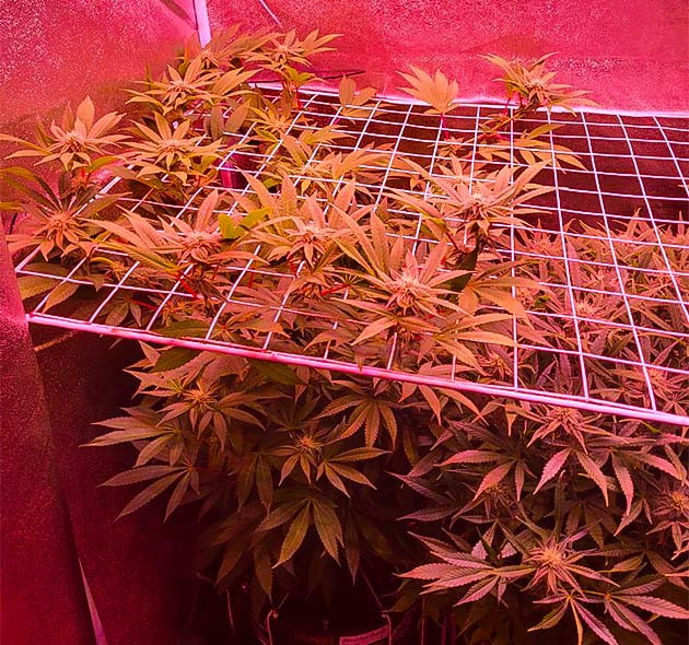 Moonshine Cookies ростом 99 см