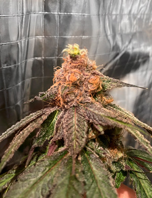 Фиолетовые оттенки на шишках