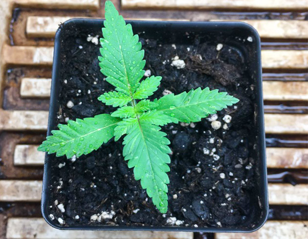 Формирование третьей пары листьев растишки