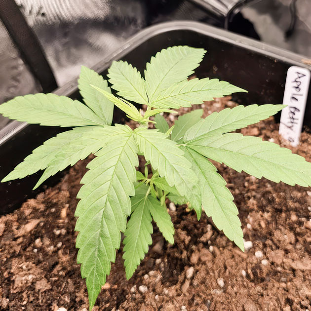 Apple Betty ростом 15 см