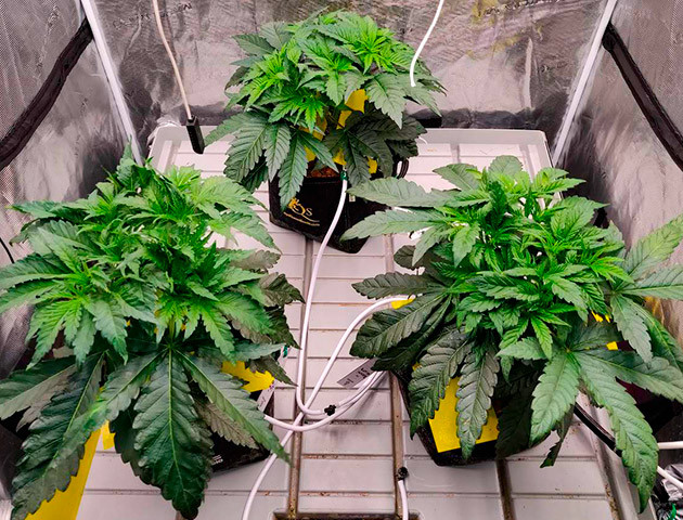 Признаки гермафродитизма при выращивании Biscotti Mintz