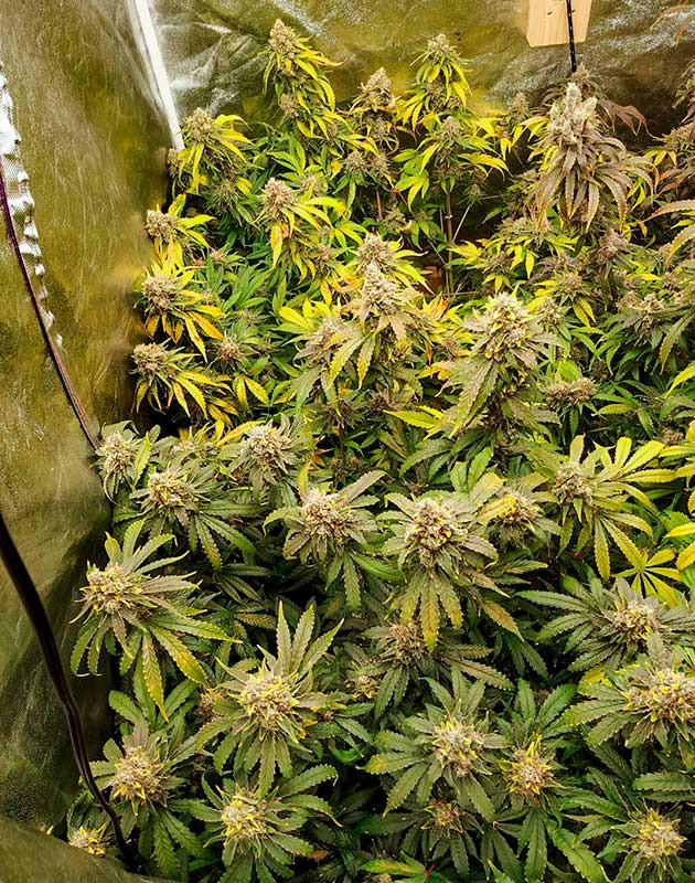 Завершение выращивания на 18 неделе Куст перед харвестом