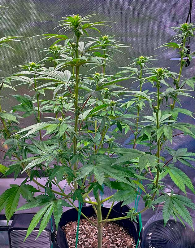 Куст White Wedding RBX на 9 неделе выращивания