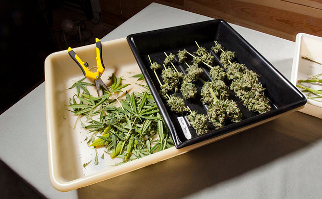 Обрезка лишней листвы