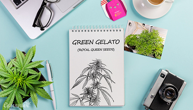 Выращивание сорта Green Gelato