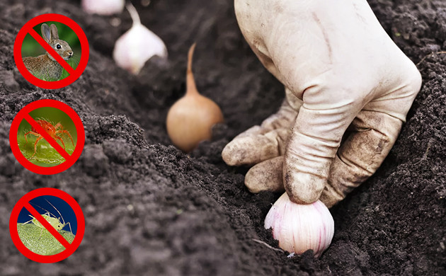 Лук и чеснок