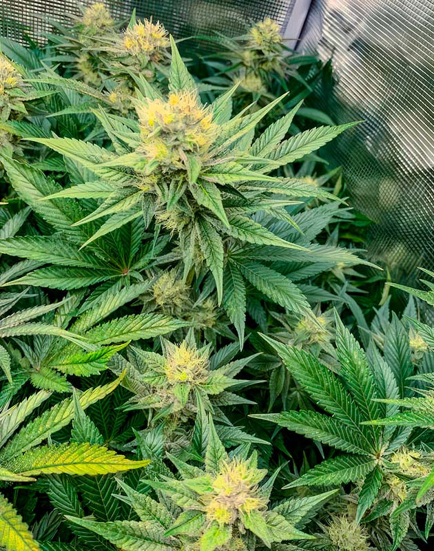 9 неделя выращивания марихуаны