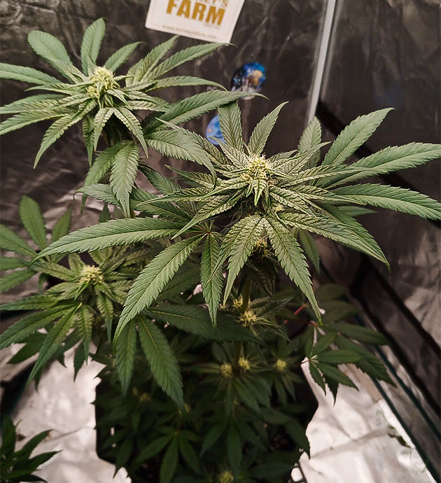 Самое рослое растение в цикле