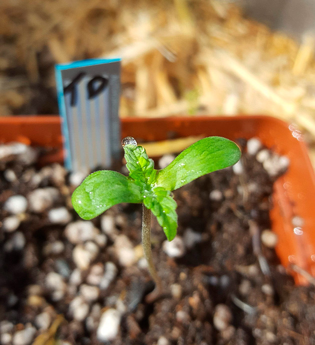 Первая пара листьев и семядоли