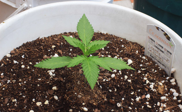 Формирование новых листьев