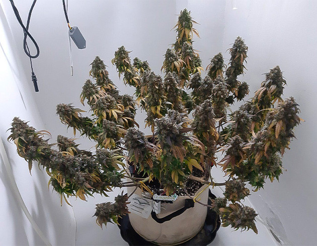 Харвест Critical Orange Punch Auto