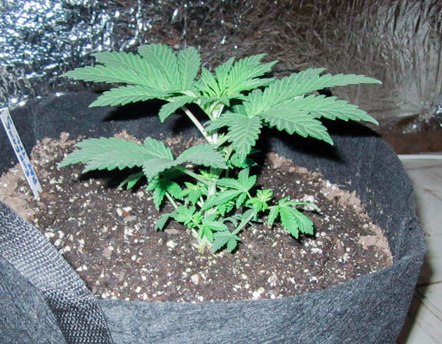 4 неделя выращивания сорта End Game R2