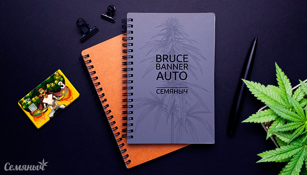 Выращивание автоцветущего сорта Bruce Banner Auto