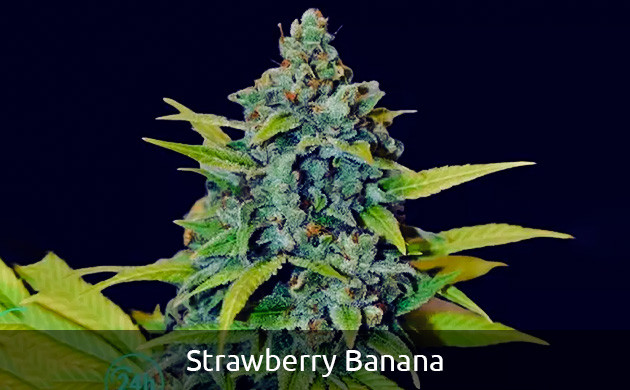 Strawberry Banana