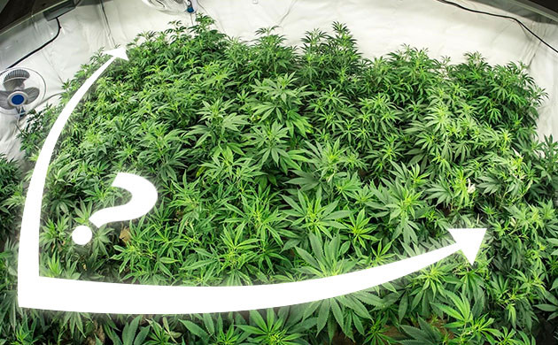 От чьего завит плотность посадок конопли