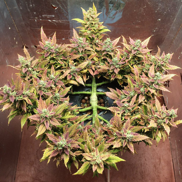 Созревший куст конопли