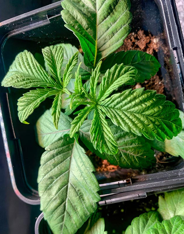 Росток сорта RS 11 x Banana OG