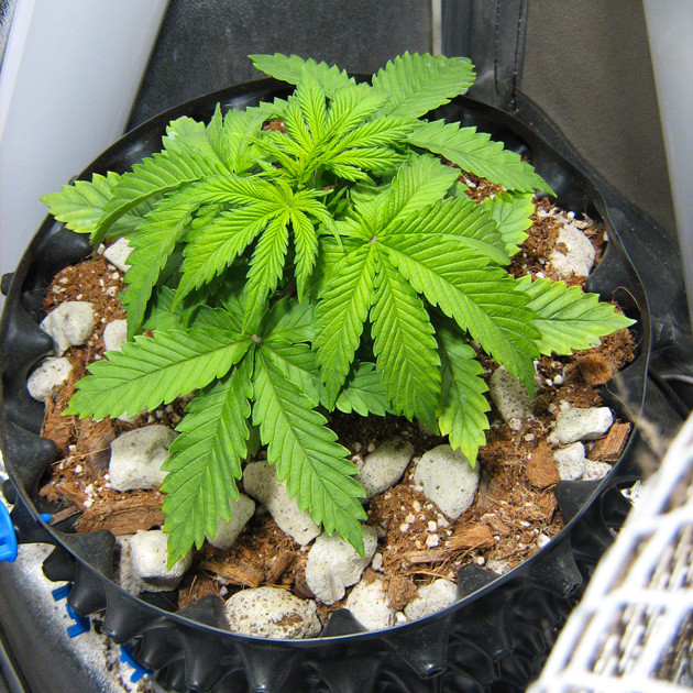 Куст ростом 14 см