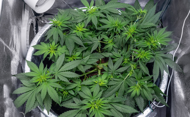 Куст марихуаны Delicious Candy Early Version fem на 6 неделе роста