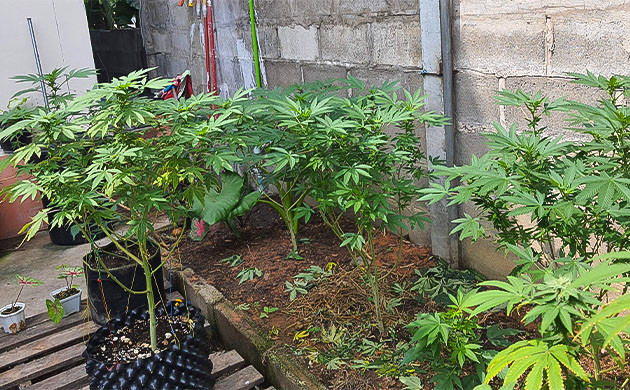 9 - 10 неделя выращивания конопли