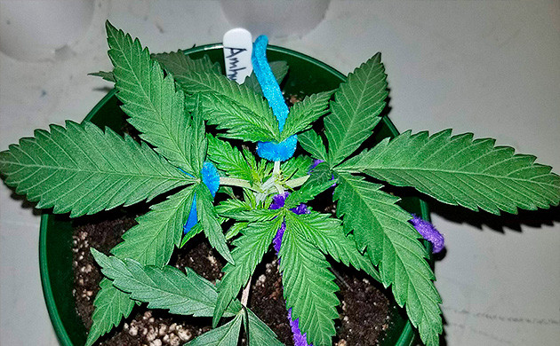 Сорт каннабиса Amherst Sour Diesel