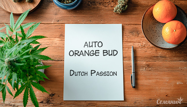 Гроурепорт сорта Auto Orange Bud от Dutch Passion