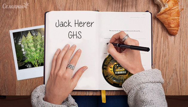 Выращивания сорта Jack Herer