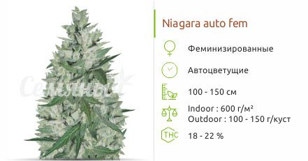 Niagara auto от Doctor’s Choice