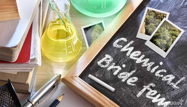 Гроурепорт сорта конопли Chemical Bride