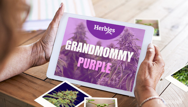 Гроурепорт сорта марихуаны Grandmommy Purple