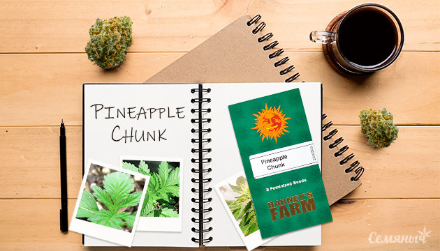 Выращивание сорта конопли Pineapple Chunk в индоре