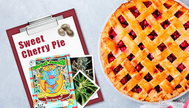 Выращивание сорта конопли Sweet Cherry Pie в кокосе