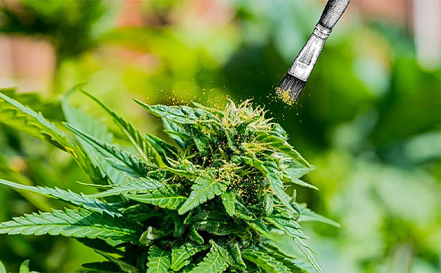 Пыльца на бутоны: шаги опыления конопли