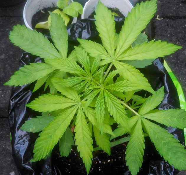 Куст конопли со светло-зелеными листьями